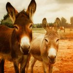 Foto gemeinfrei von chris carroll @ pexels