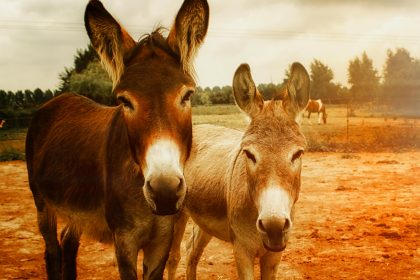 Foto gemeinfrei von chris carroll @ pexels